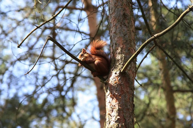 Red Squirrel 3.jpg